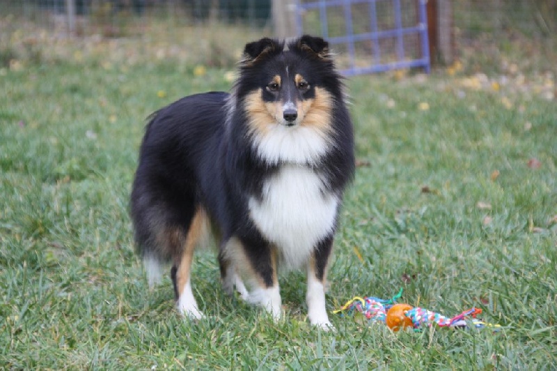 Blue suede shoes of zofury kennel