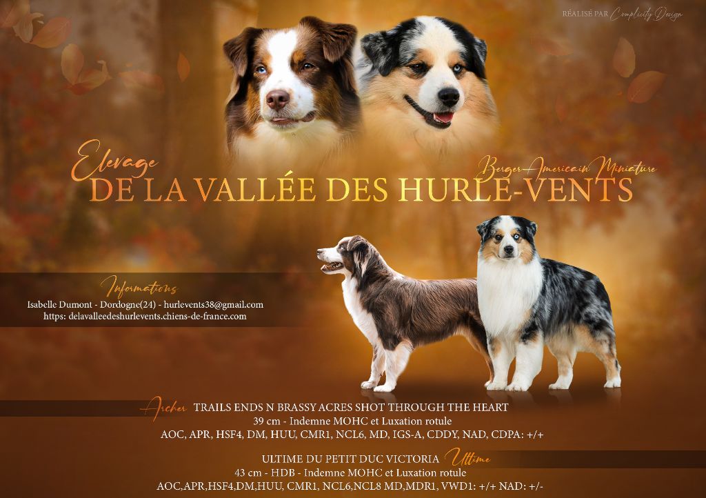Naissance des chiots