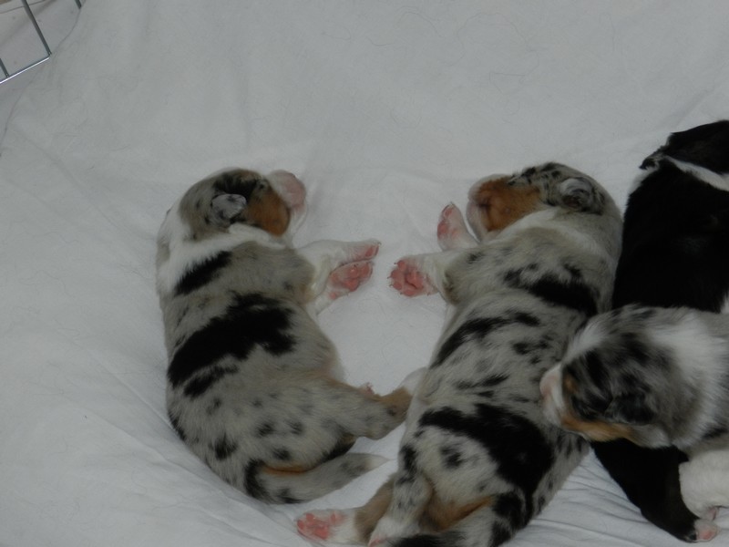 chiots