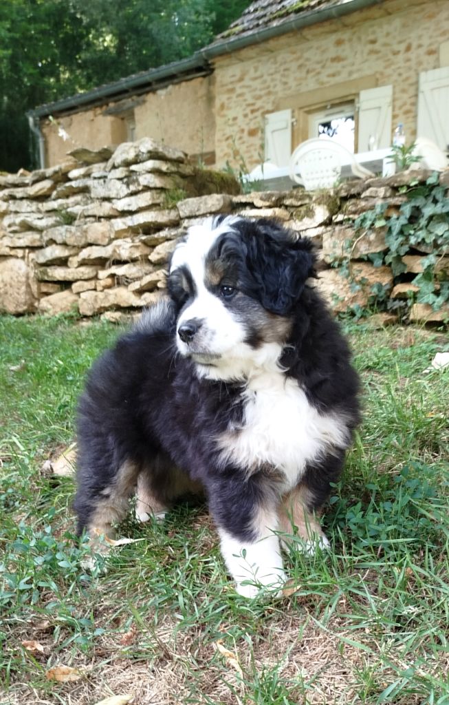 De La Vallée Des Hurlevents - Chiots disponibles - Berger Américain Miniature 