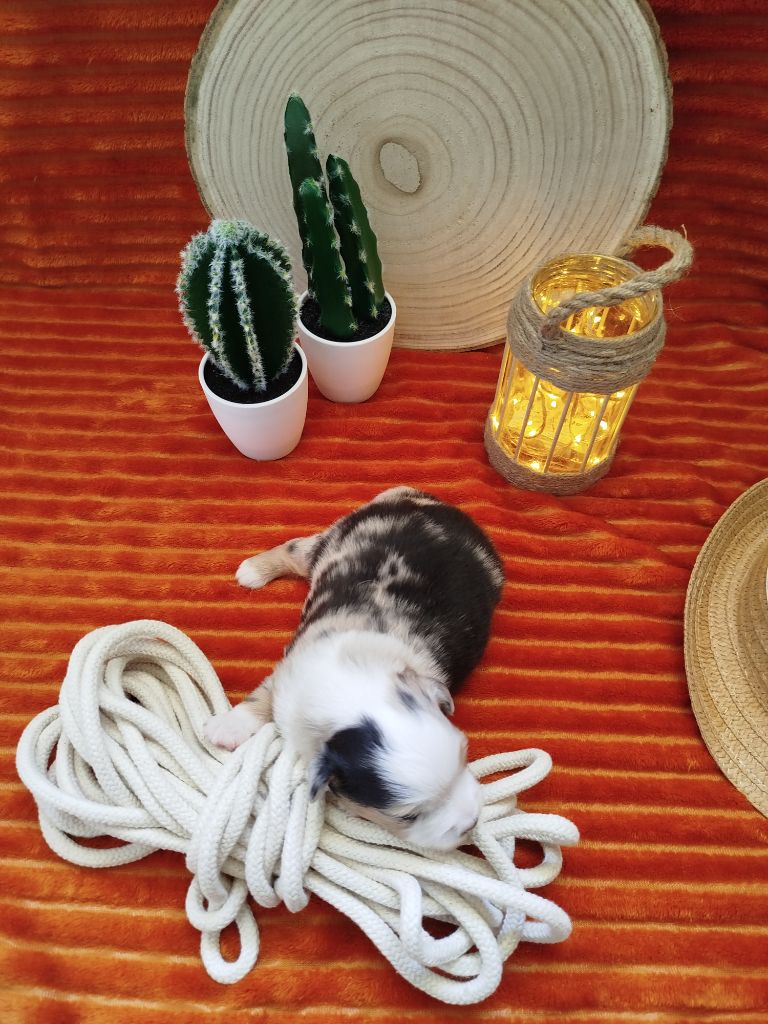 De La Vallée Des Hurlevents - Berger Américain Miniature  - Portée née le 15/04/2025